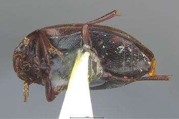 Media type: image;   Entomology 6023 Aspect: habitus ventral view